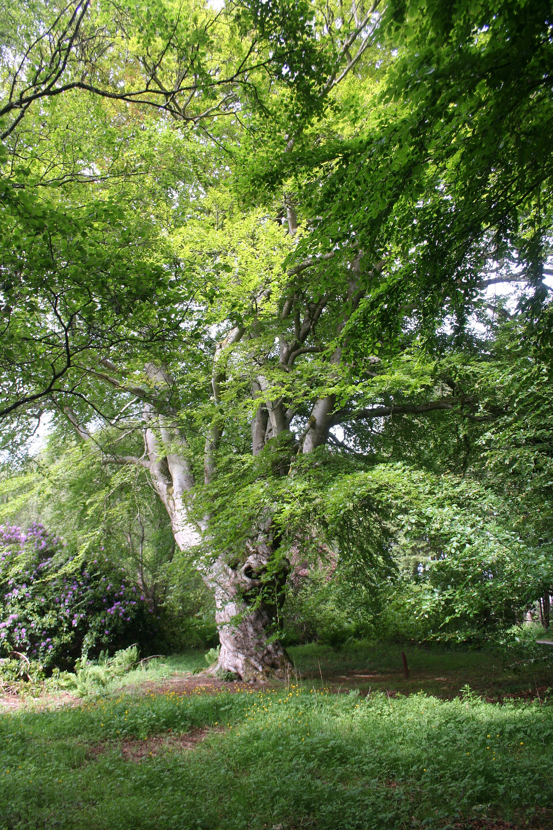 A tall old tree in full summer leaf in the woodland of Aden Country Park.