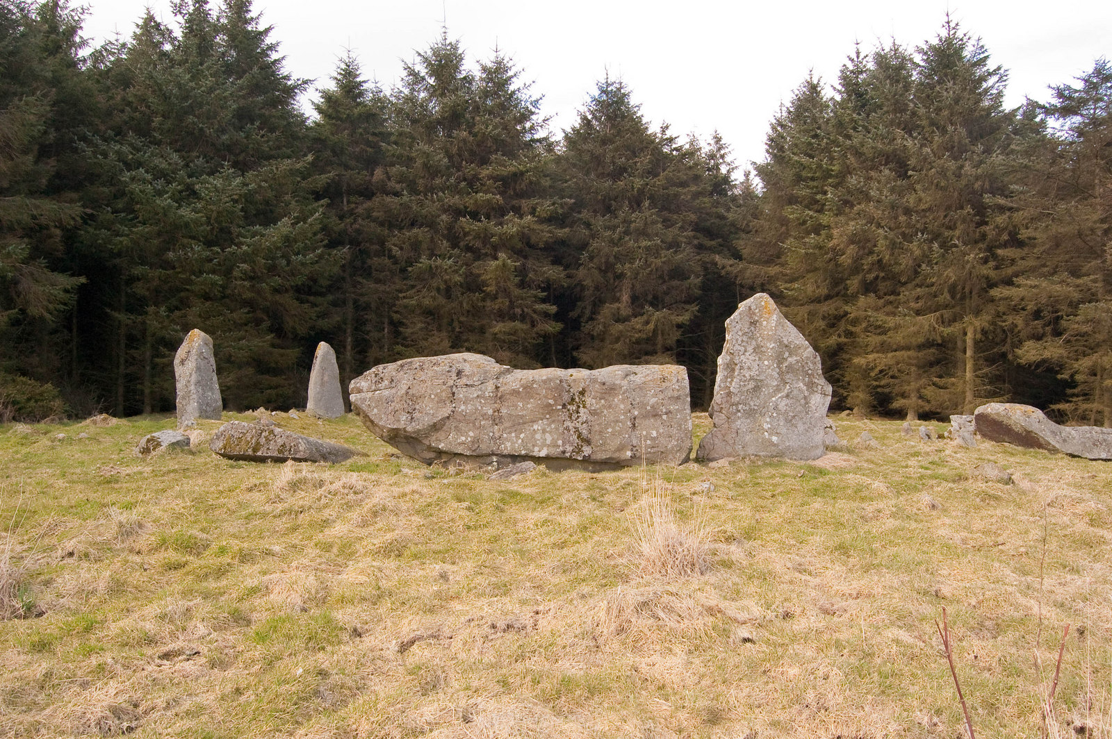 The recumbent and standing stones of Aikey Brae Stone Circle in a clearing among dark pines.
