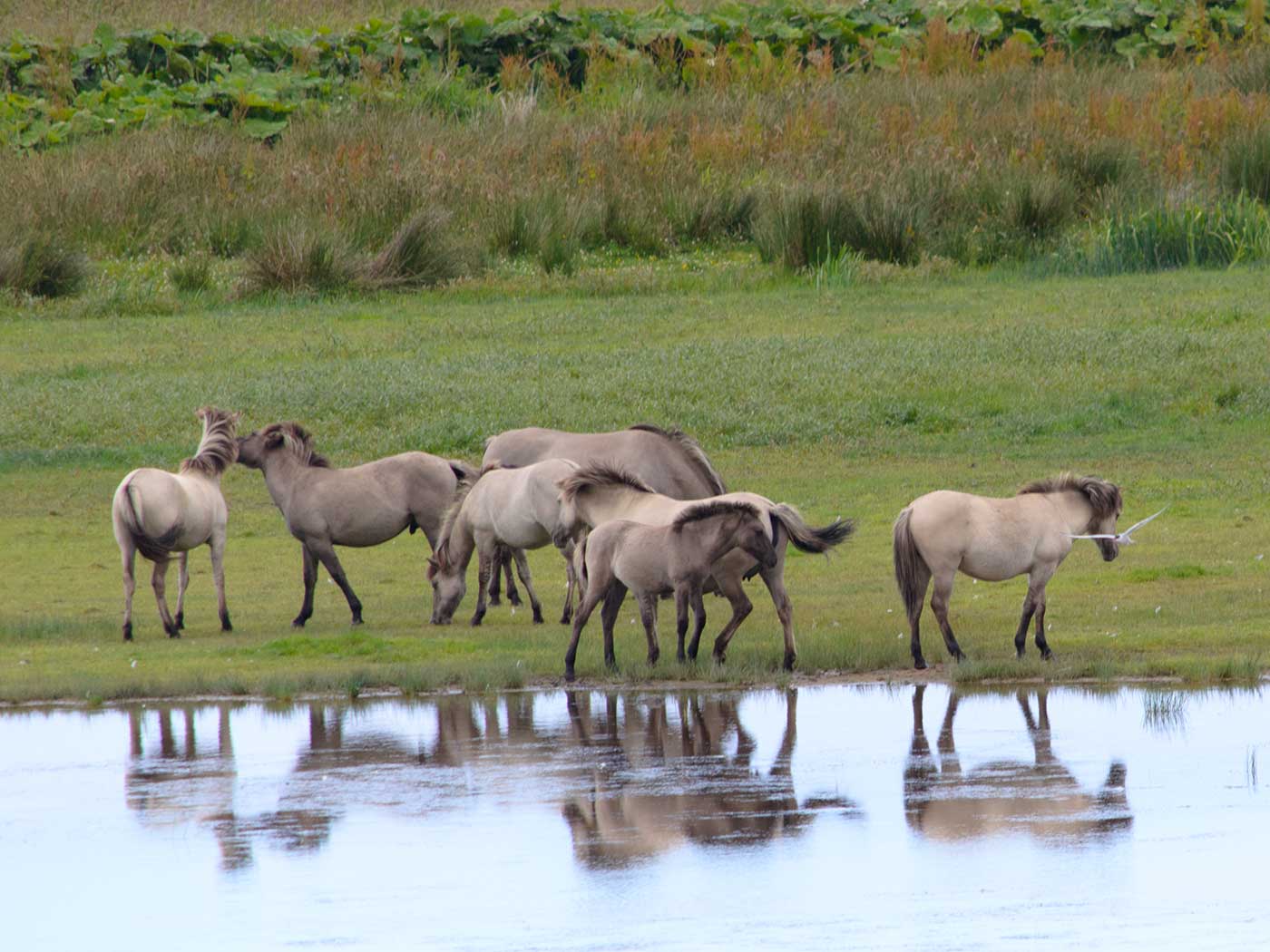 Konik ponies at the water's edge on the Strathbeg marshes, their reflections below them.