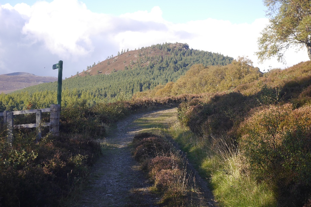 A path through the heather towards the wooded slopes of Creag Choinnich above Braemar.