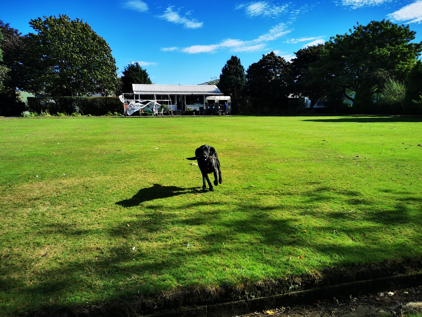 Black Labrador carrying a stick across a bowling green near a pavilion