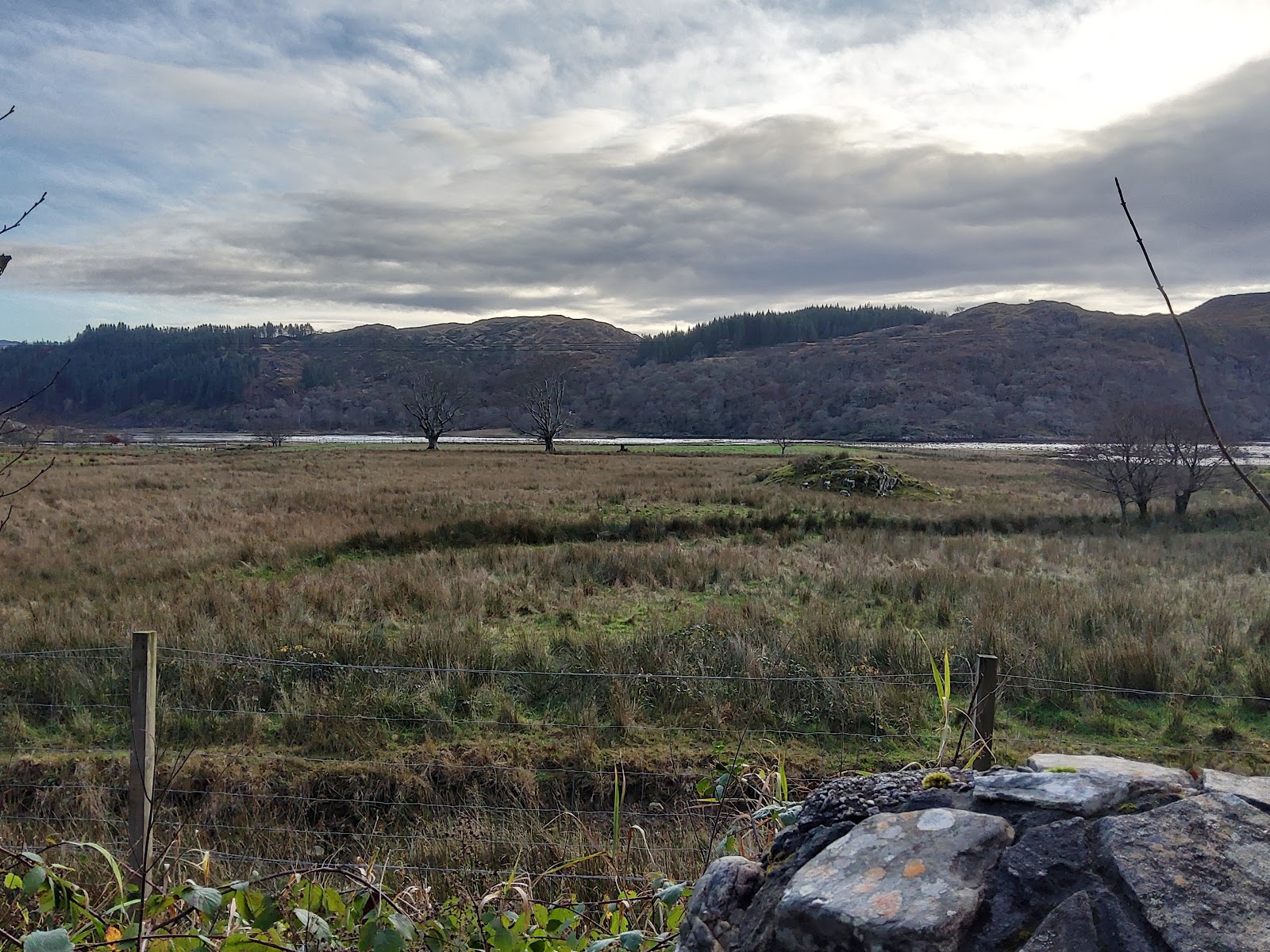 A rough field and fence at Kinlochmoidart looking to a line of trees by the loch and dark wooded hills.