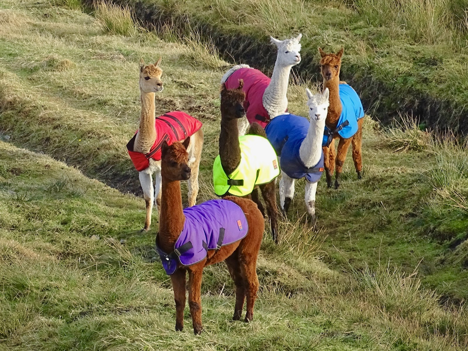 Alpacas in coloured coats stand on a grassy hillside