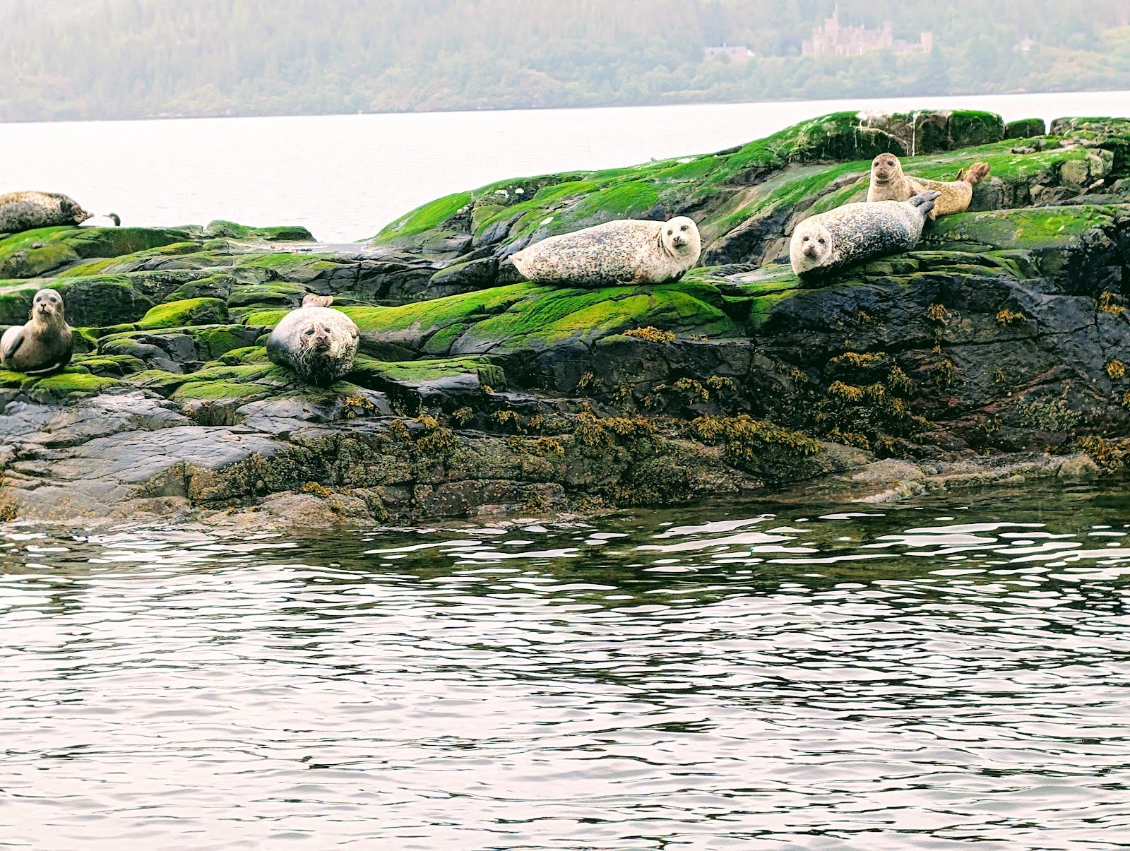 Seals lying out on seaweed-covered rocks in Loch Carron, seen from the boat.
