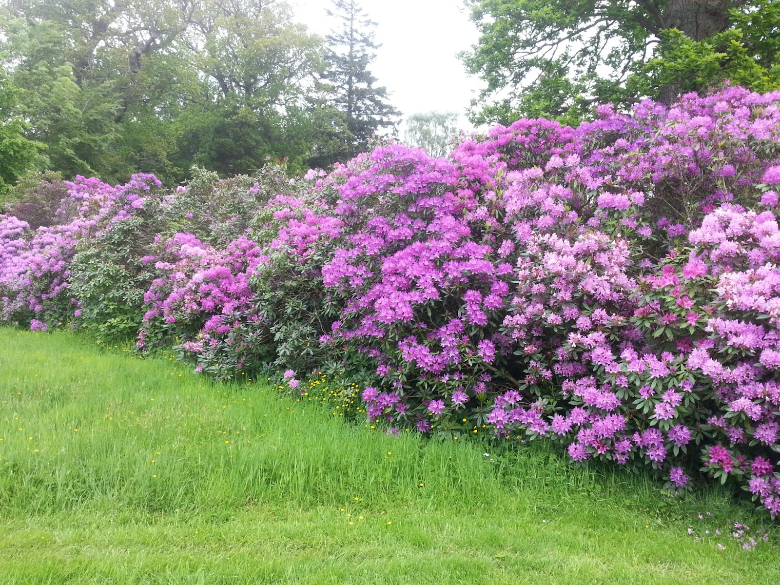 A long bank of rhododendrons in pink and purple flower above a lawn in the gardens at Mellerstain.