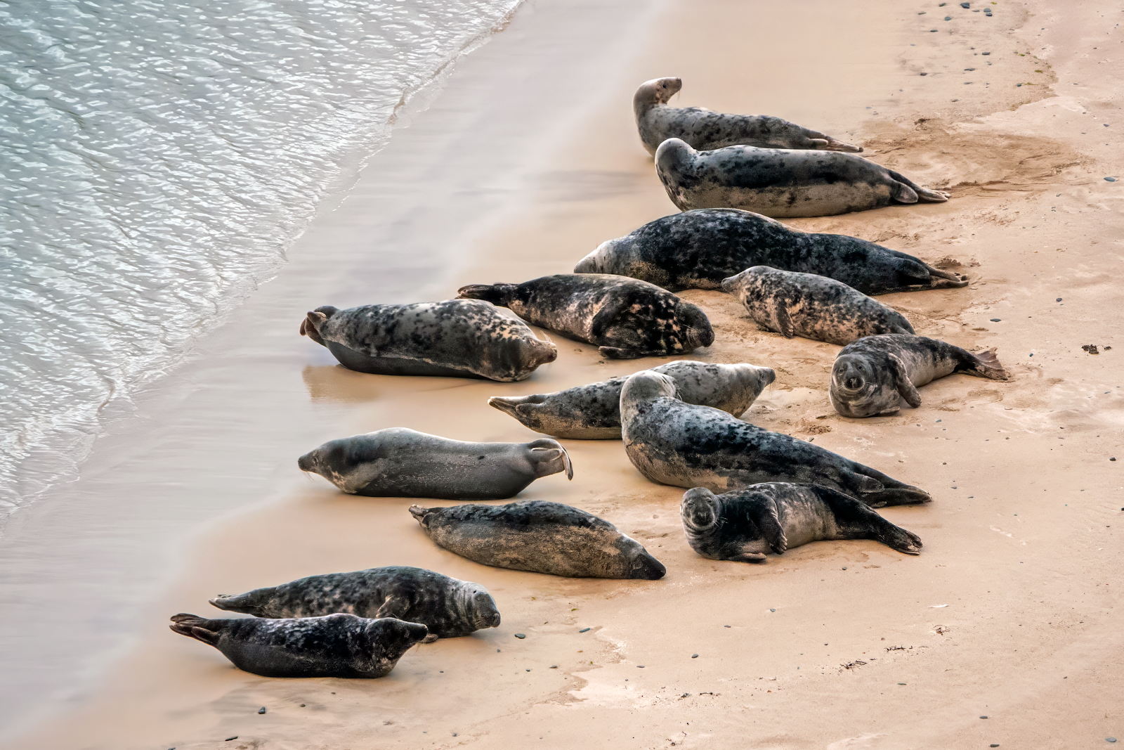 Grey seals hauled out on the pale sand at Rerwick, the sea at the edge.