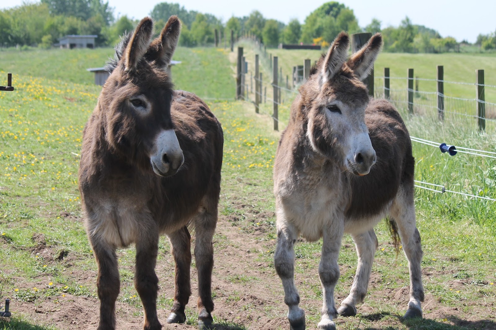 Two donkeys standing side by side in a fenced field with buttercups