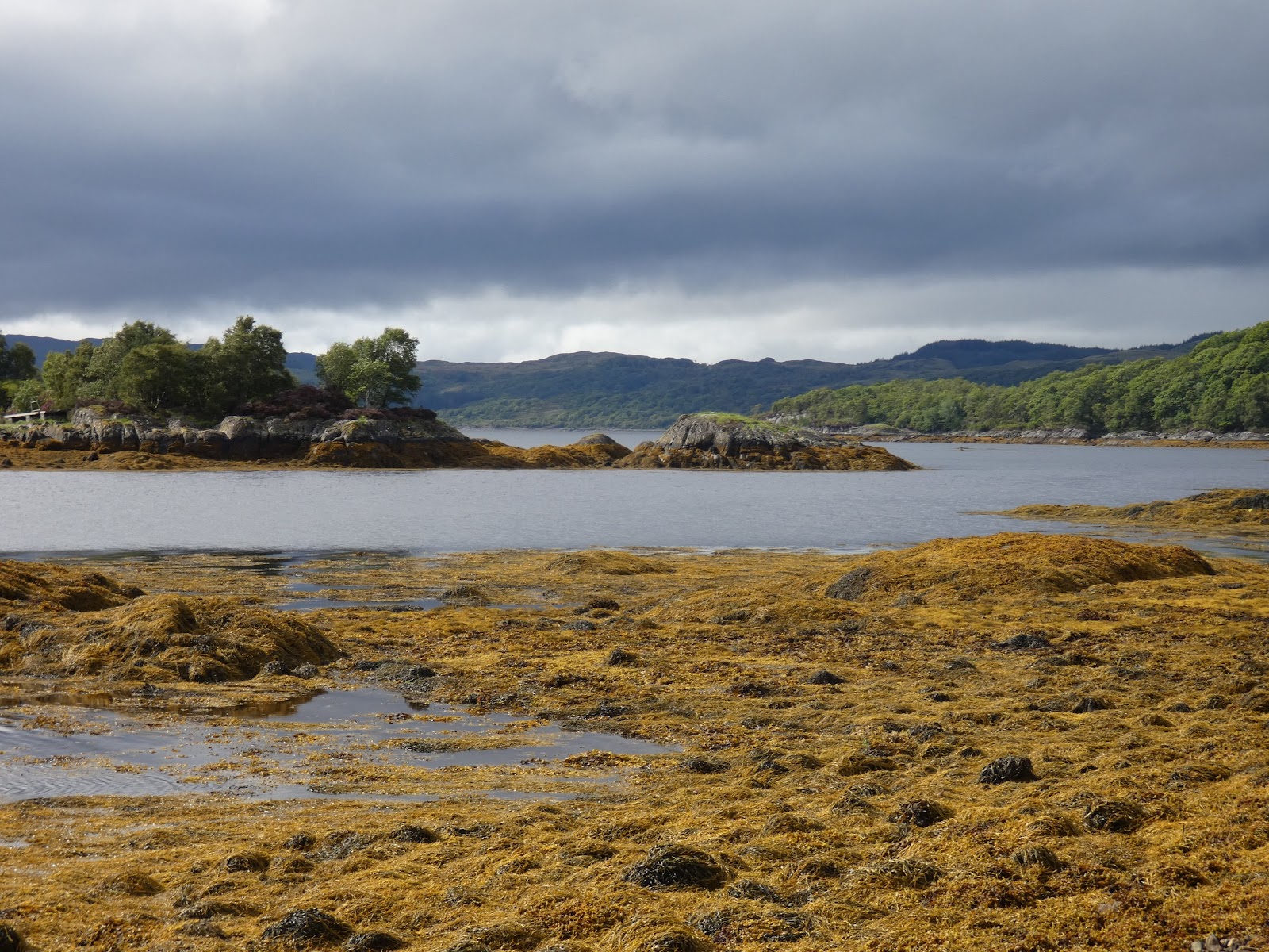 Seaweed-covered rocks and calm water looking to small wooded islands on Loch Sunart from the Garbh Eilean hide, hills beyond under grey cloud.