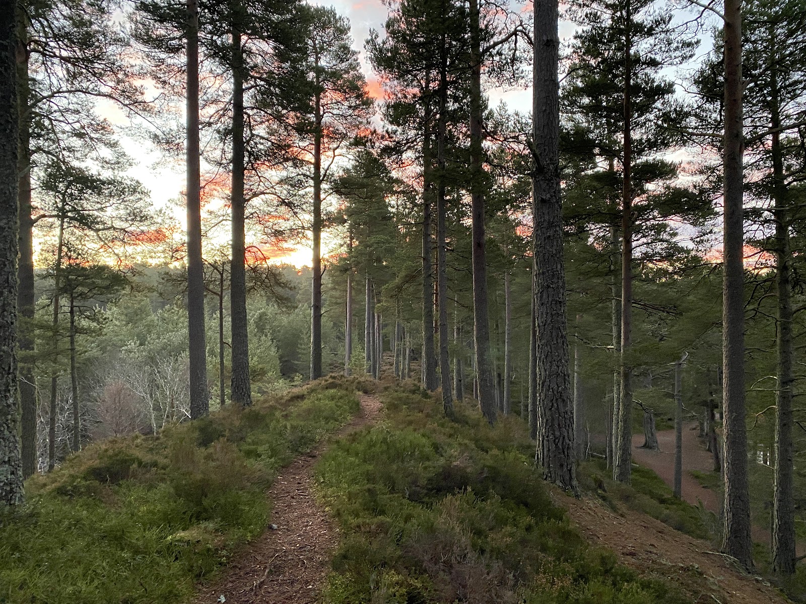 A path through the pines of Anagach Woods.