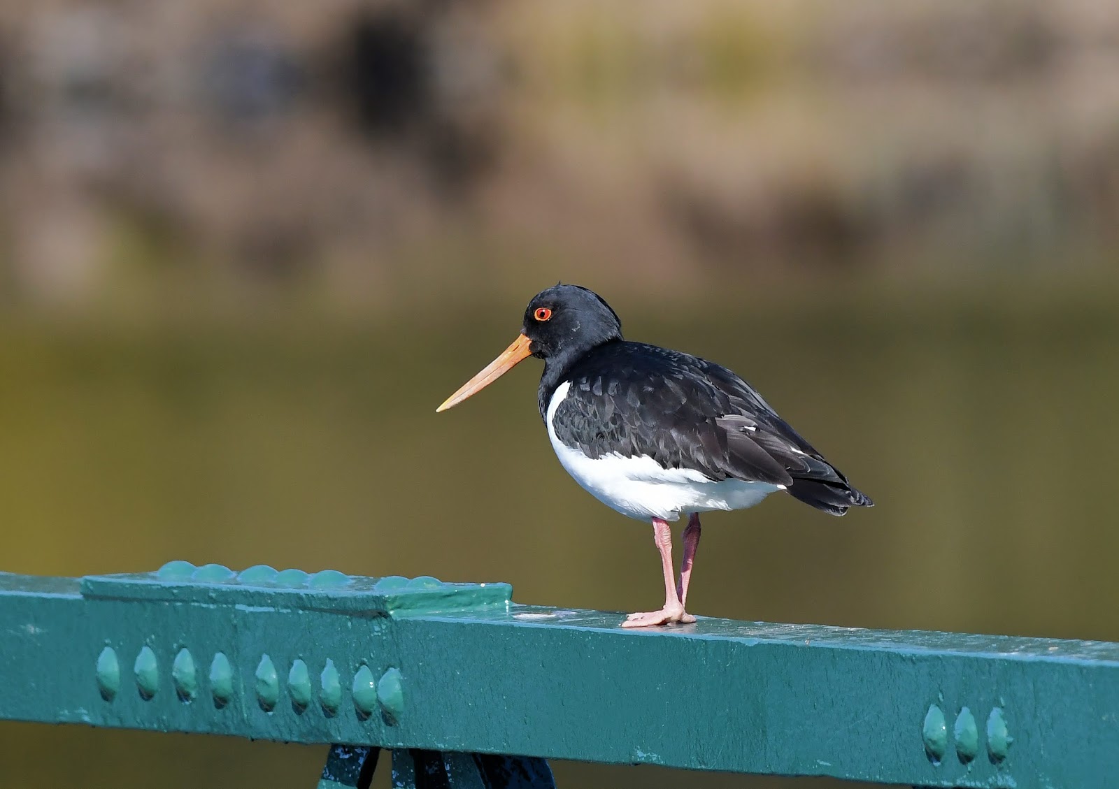 Oystercatcher standing on one leg on a riveted green girder