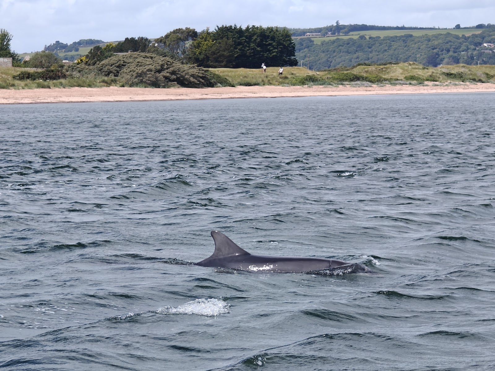 A bottlenose dolphin surfacing in the grey water of the Moray Firth beside a Dolphin Trips Avoch boat.