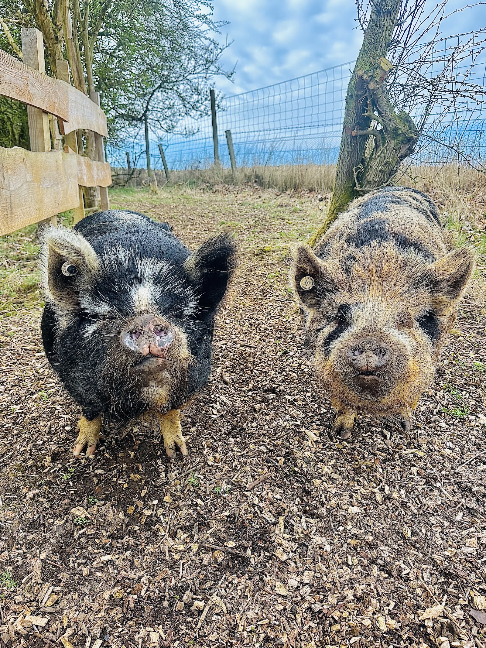 Two Kunekune pigs at SnoutAbout.