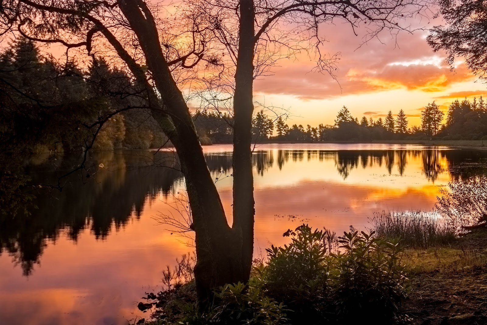 Crombie reservoir at sunset, trees reflected in the still water.