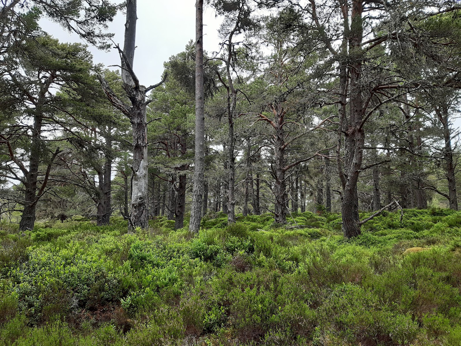 Old Scots pines among heather in Abernethy Forest.