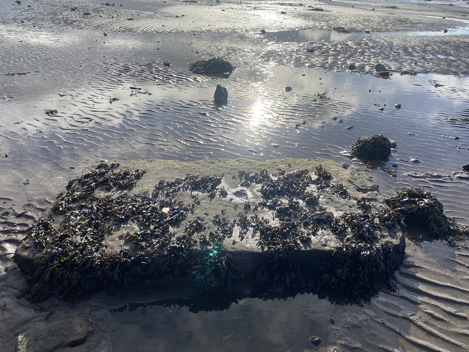 The grave of Lilias Adie, a flat sandstone slab on the sands of Torryburn Bay at low tide.