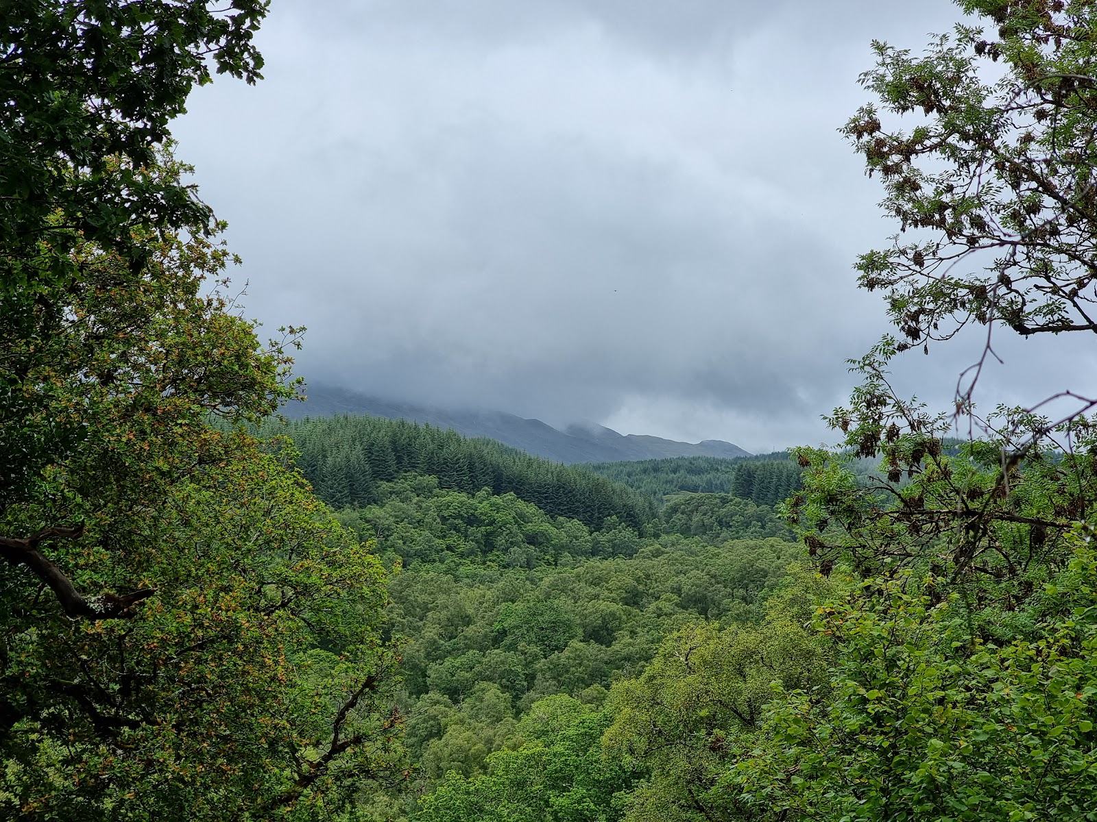 Wooded hills of Glen Nant under low cloud.