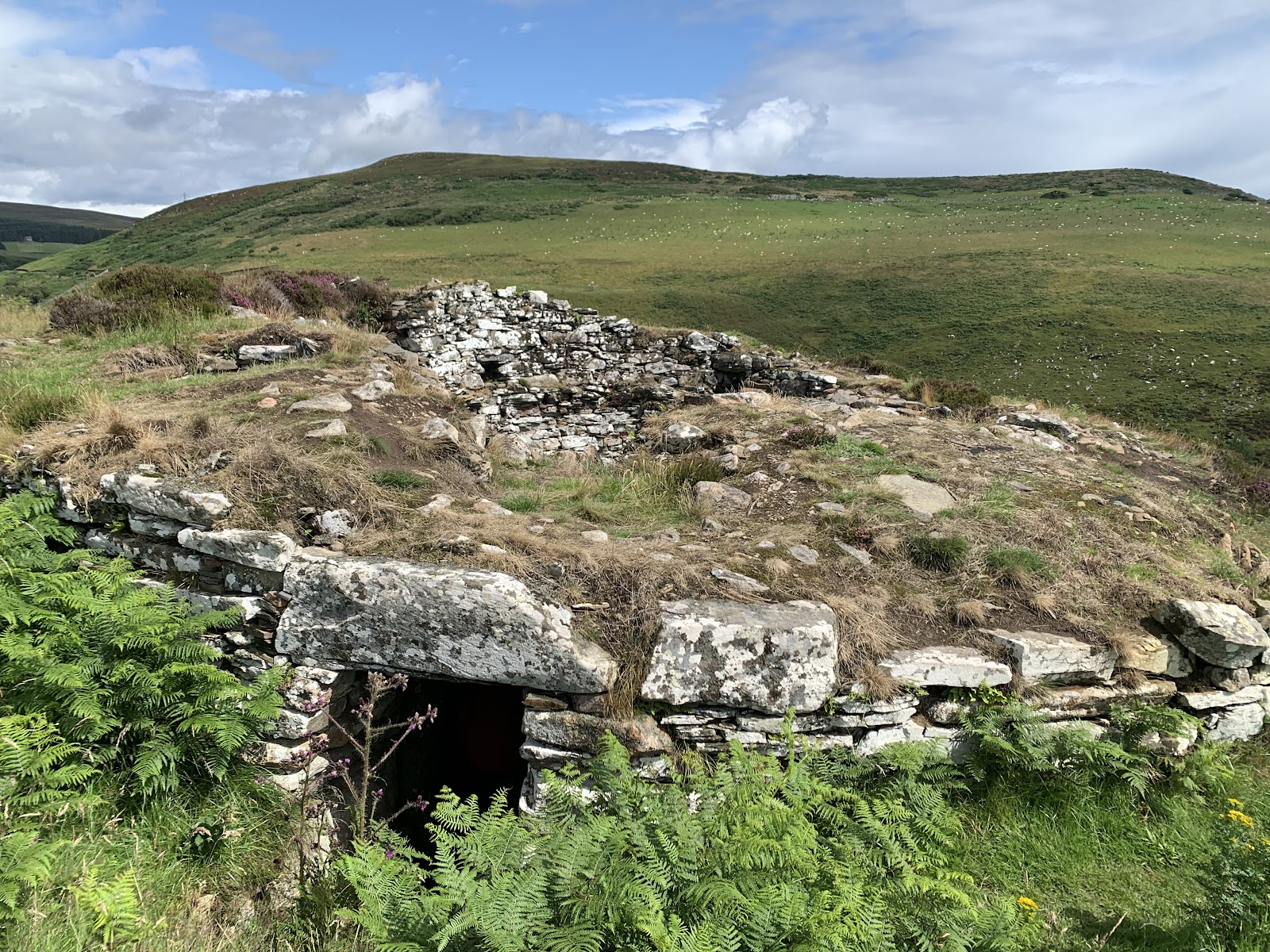 Ousdale Broch's thick drystone walls and low doorway among bracken on a green hillside.