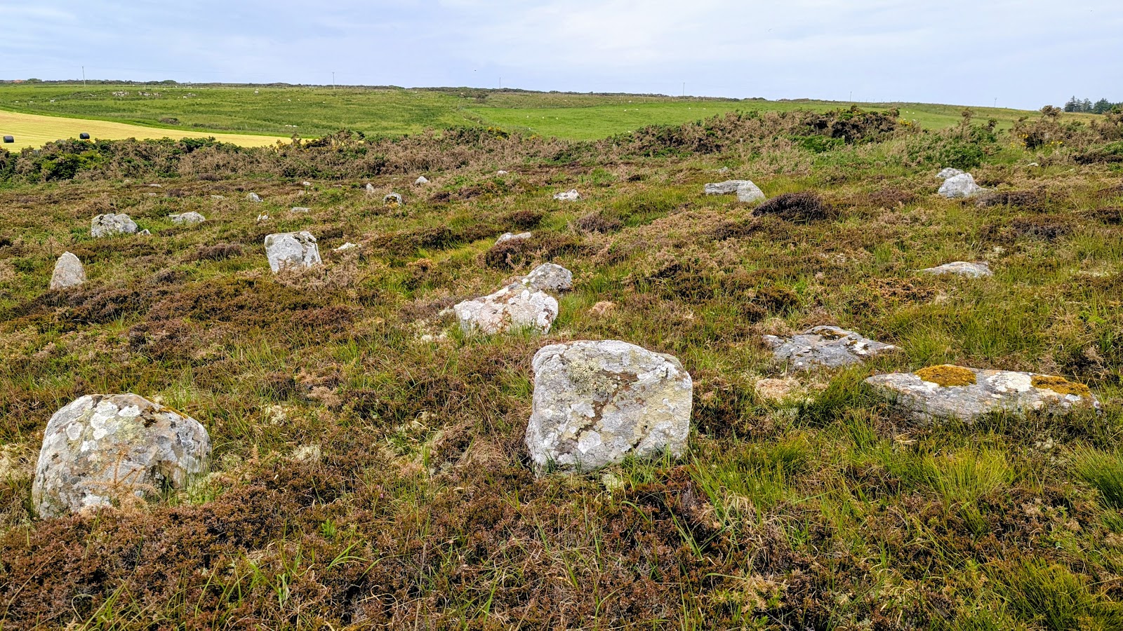 Small pale standing stones scattered in rows through the heather on the Hill o' Many Stanes.
