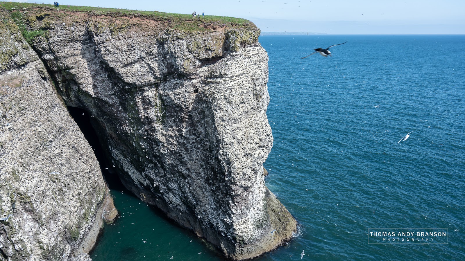The white-streaked sea cliffs of Fowlsheugh above blue water, a seabird in flight.