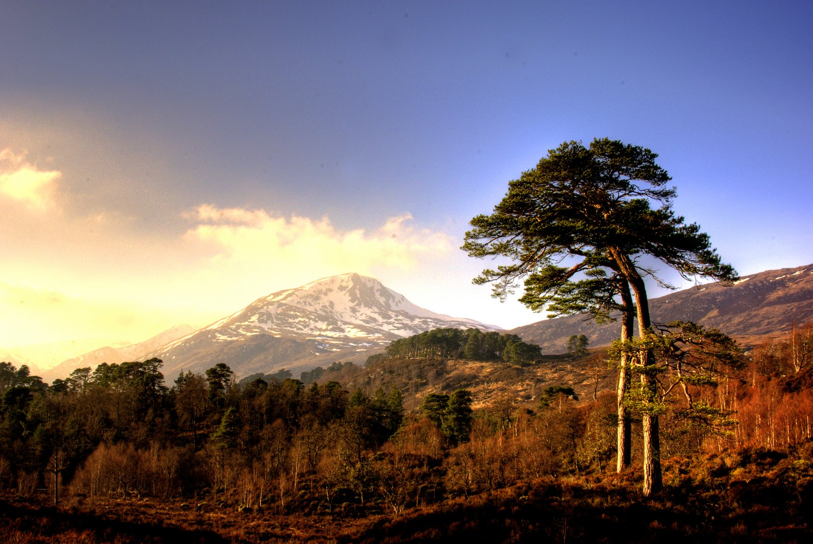Scots pine stands above woodland with snow-capped mountains behind