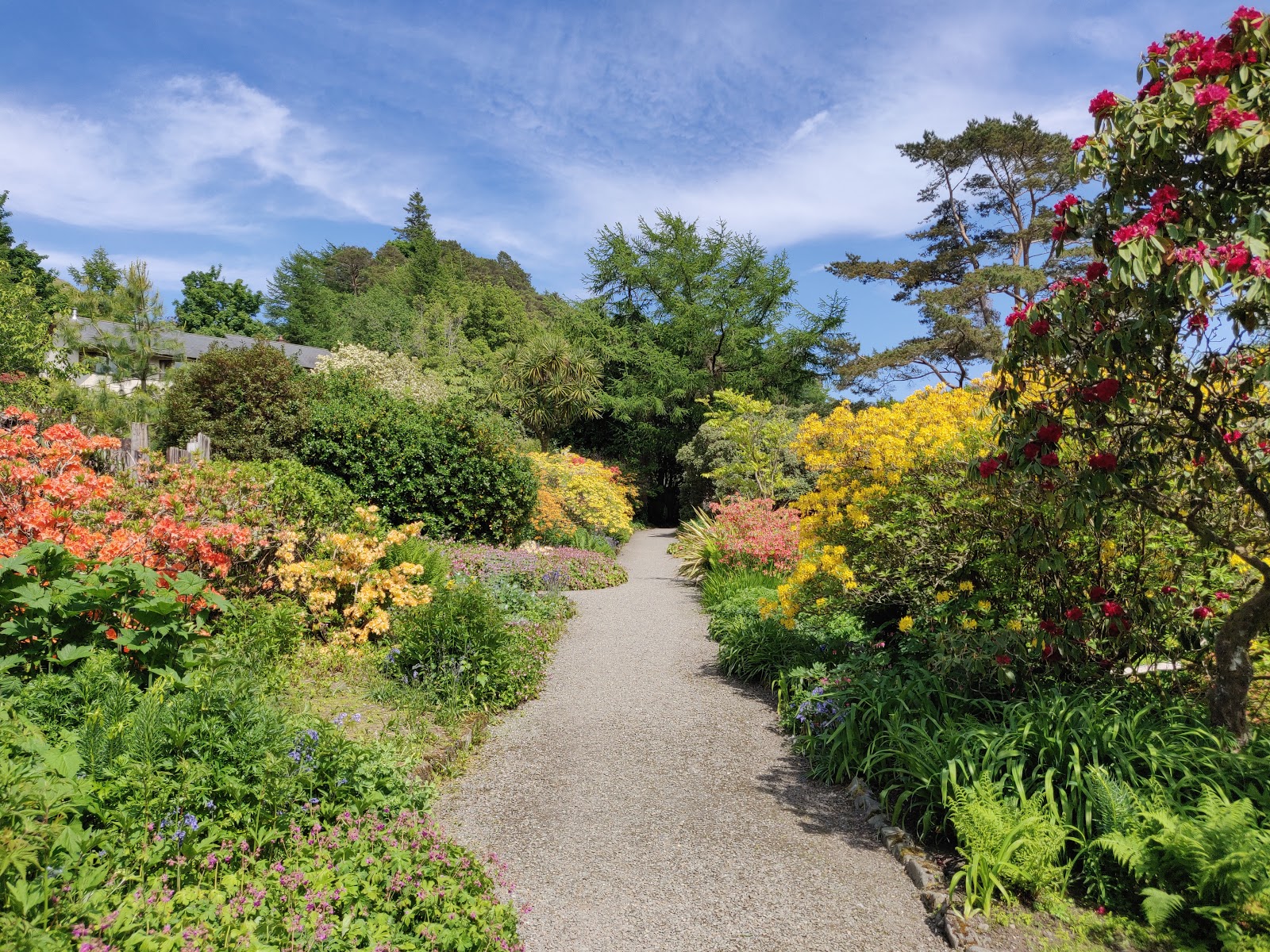 A path between azaleas and rhododendrons in flower.