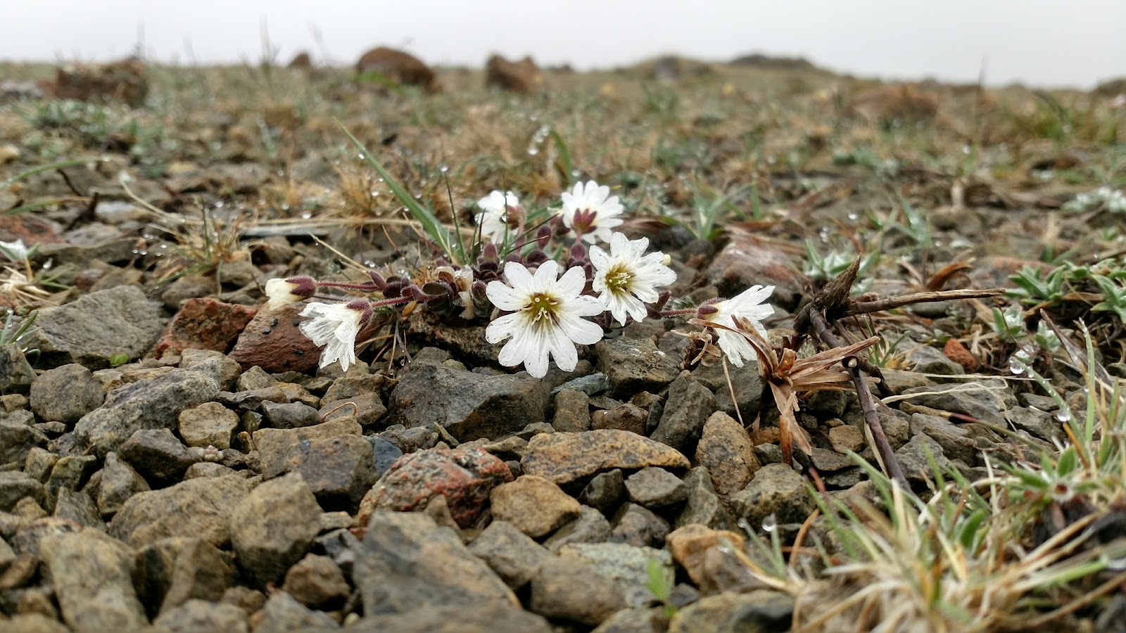 Edmondston's chickweed, small white flowers among the serpentine stones of the Keen of Hamar.