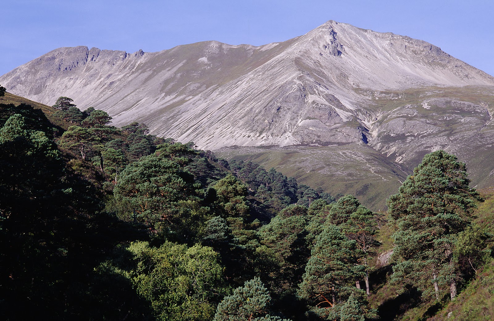 The pale quartzite slopes of Beinn Eighe rising above old Scots pines under a blue sky.