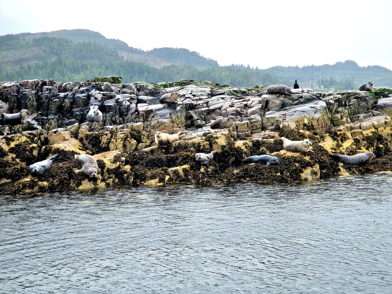 Seals resting on seaweed-covered rocks with forested hills beyond