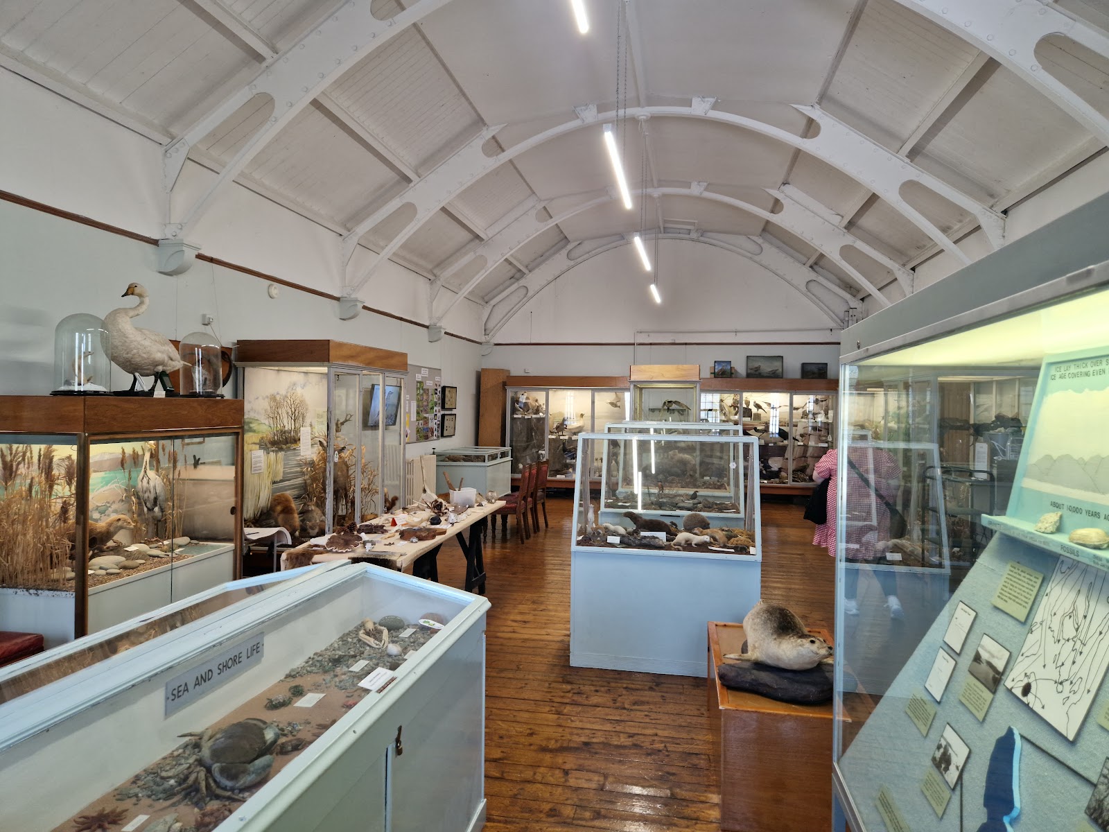 Display cases of birds and finds in Bute Museum's hall.