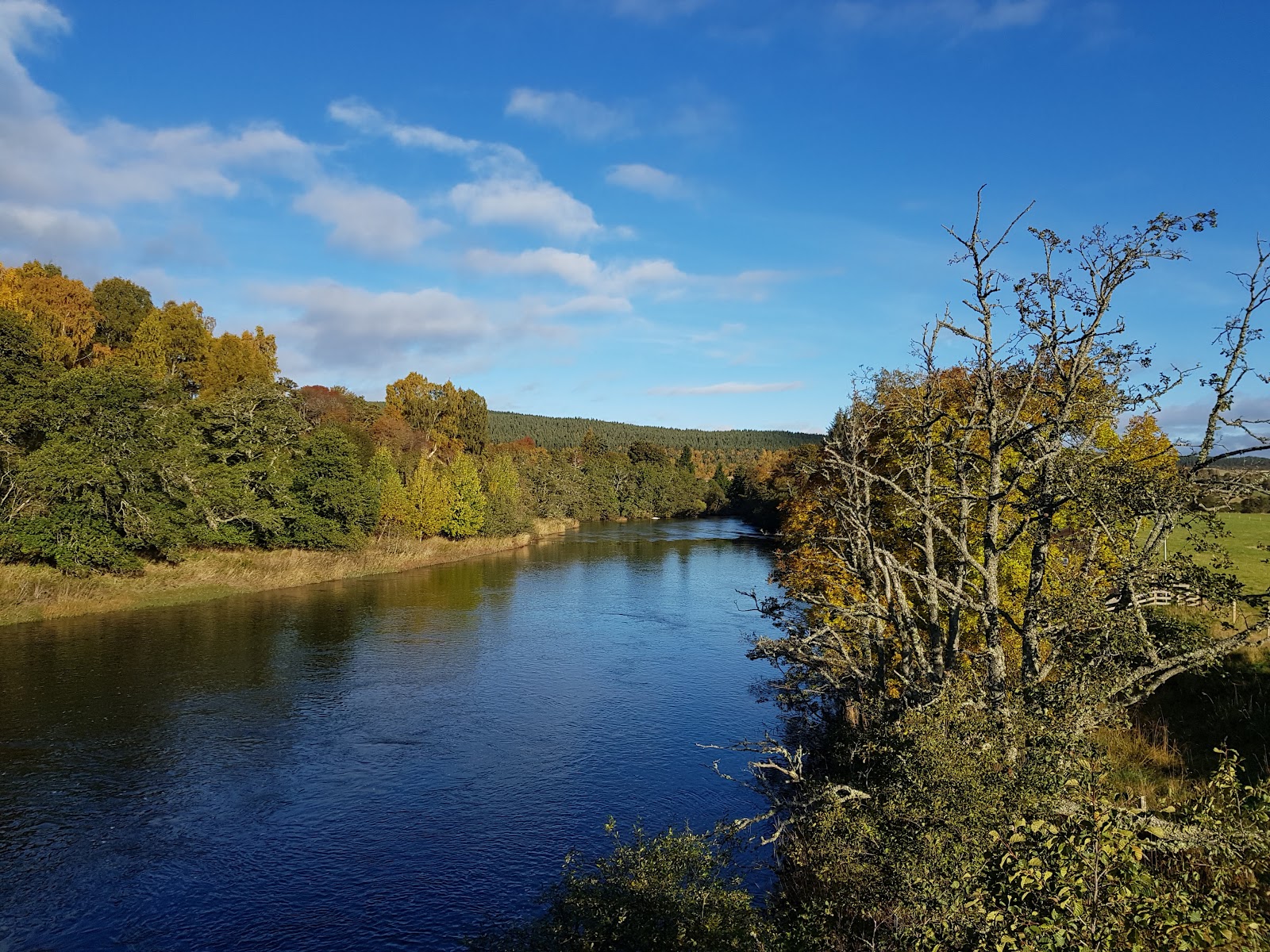 The Salmon Trail