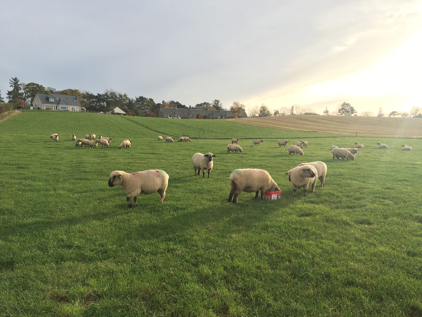 The Brand family's sheep grazing a green field at East Fortune Farm in low autumn sun.