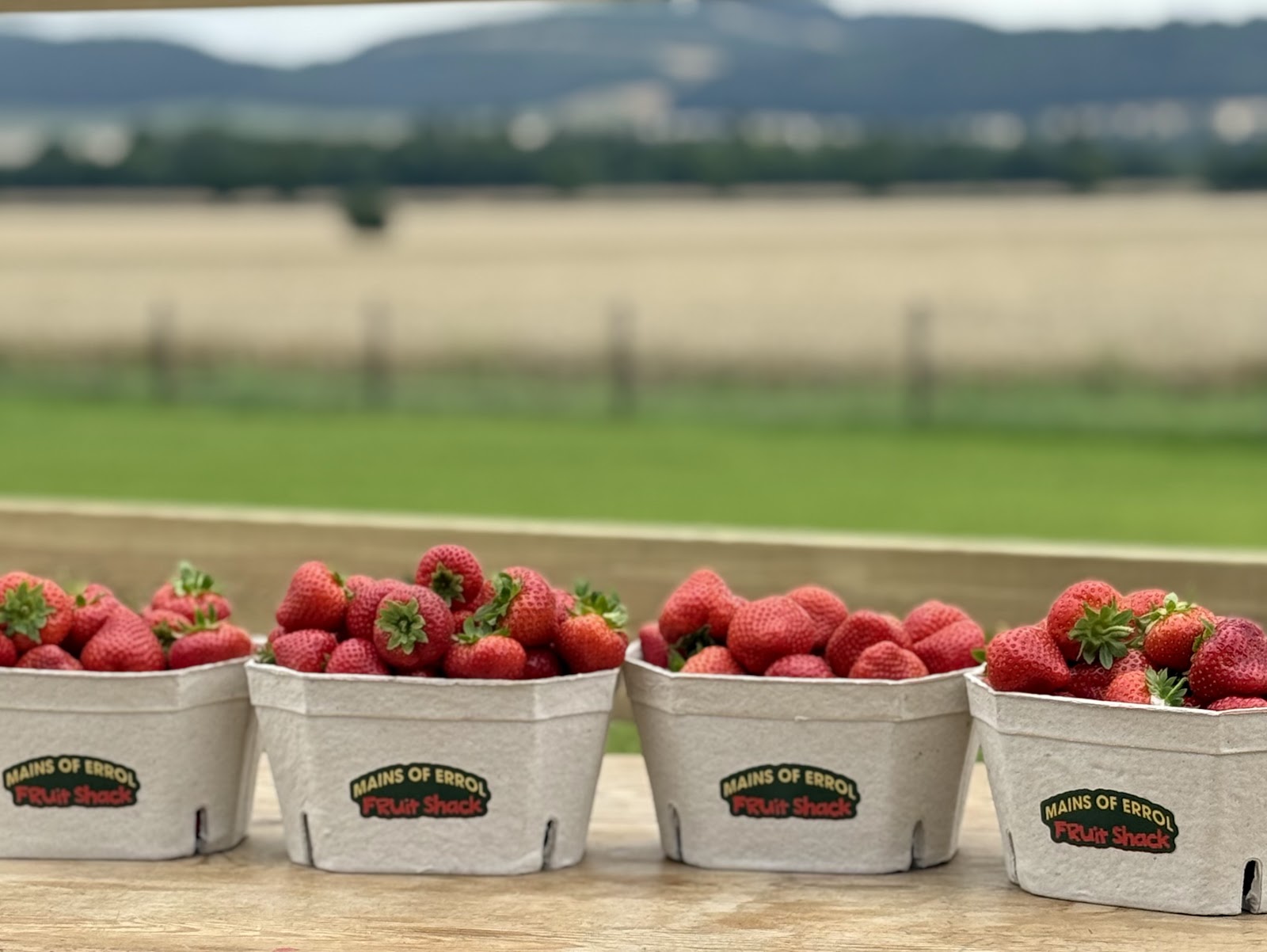 Strawberries in Mains of Errol Fruit Shack punnets on a wooden ledge, with the fields of the Carse of Gowrie and the hills beyond.