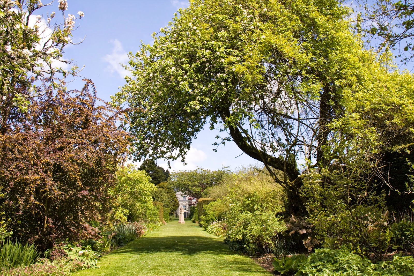 A grass path between deep summer borders under a yellow-leaved tree in the walled garden at Greenbank.