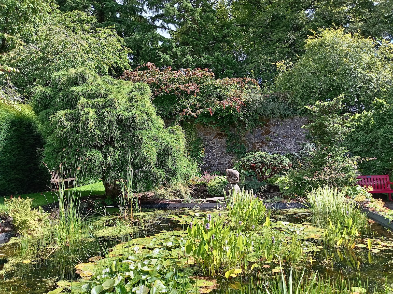 A garden pond thick with water lilies and reeds below an old stone wall and weeping trees at Greenbank.
