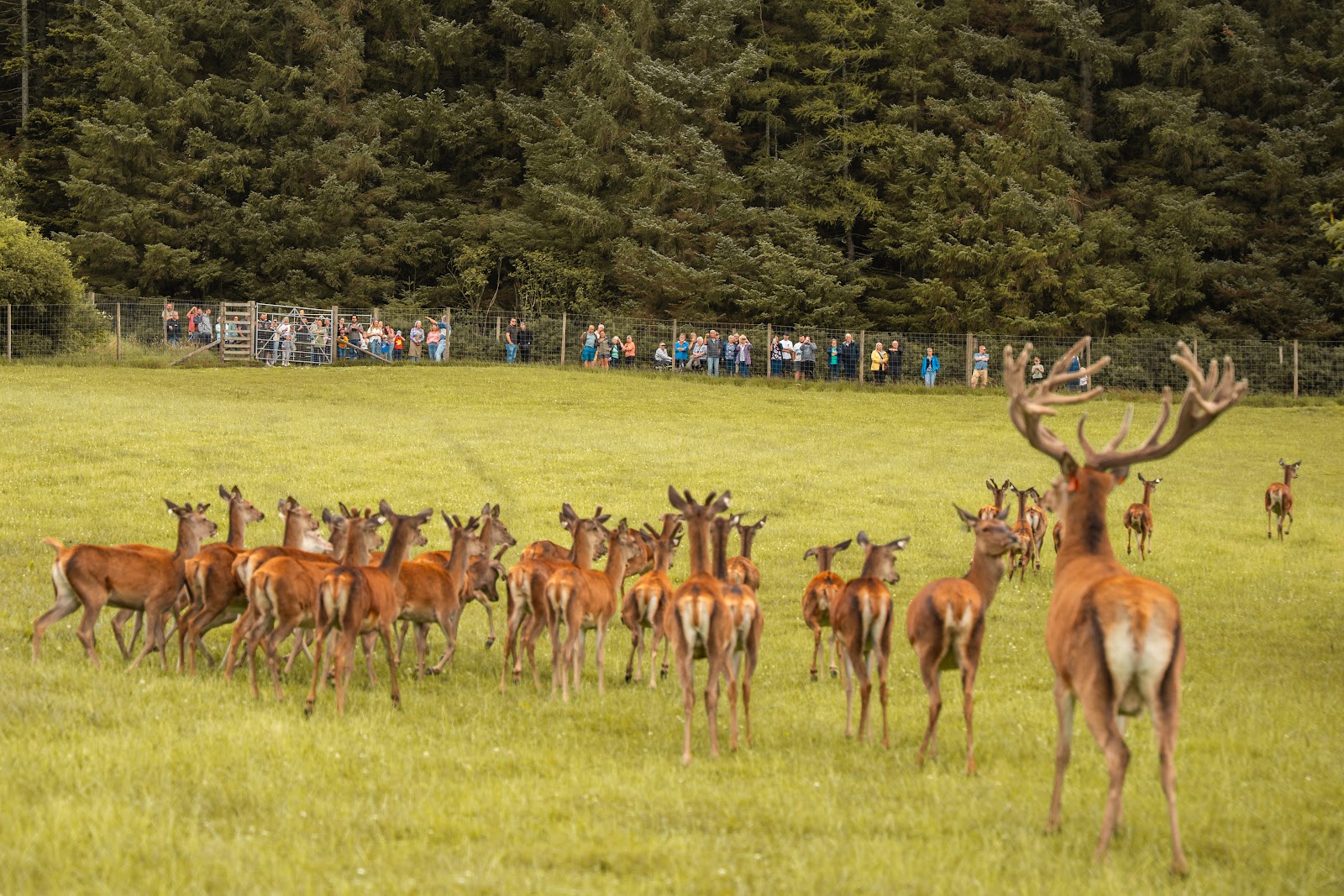 A herd of red deer on the grass at Tullynessle, a stag at the front and forest behind.
