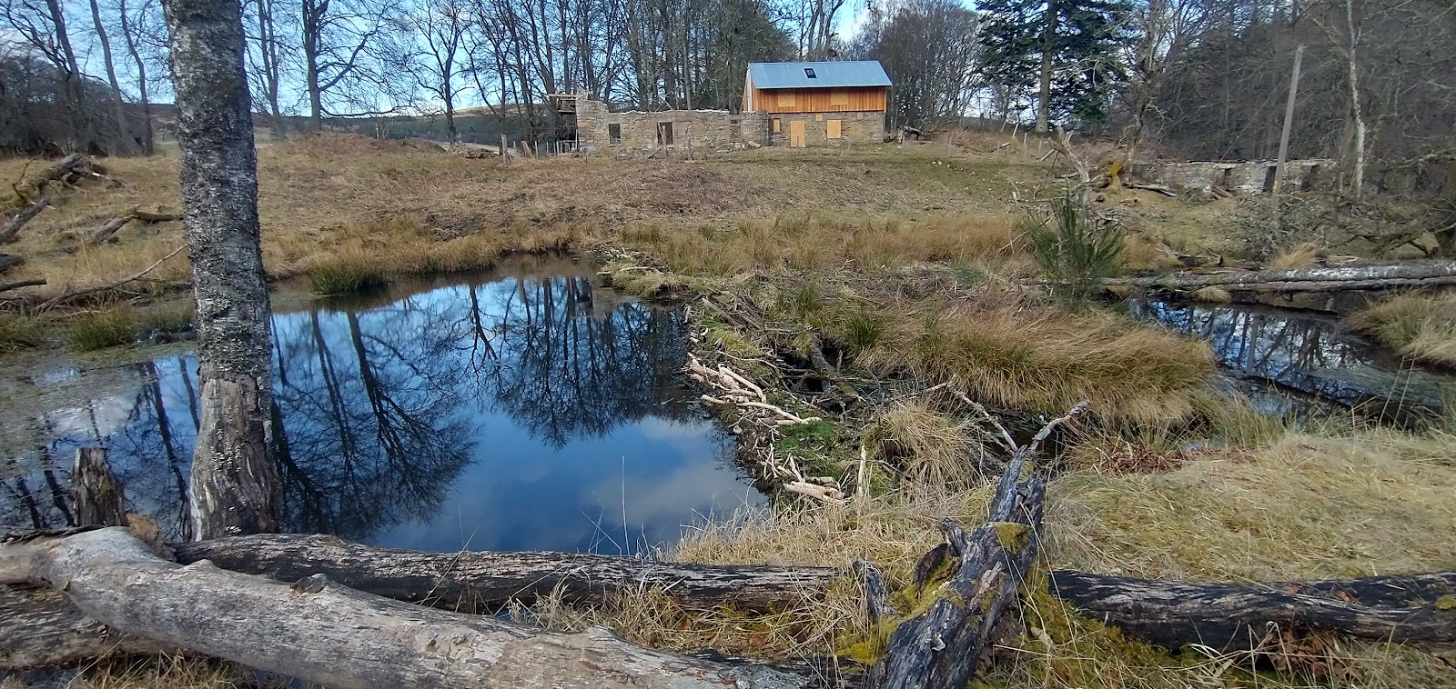A beaver dam of peeled sticks holding back a pond at Bamff in early spring, a ruined steading and a timber-clad barn beyond.