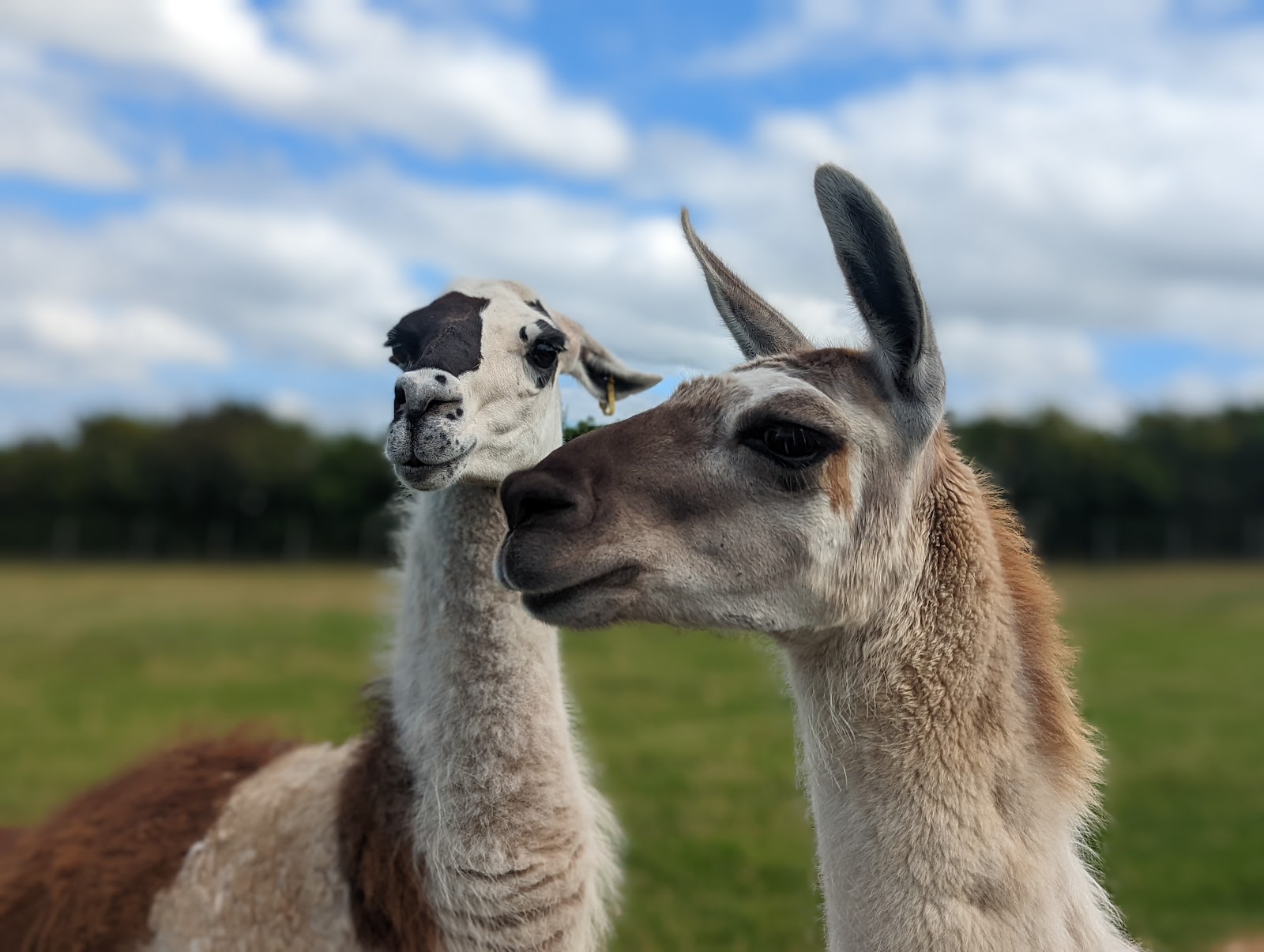Two llamas side by side in a field at Heads of Ayr Farm Park, one brown and one black and white, under a blue and white sky.