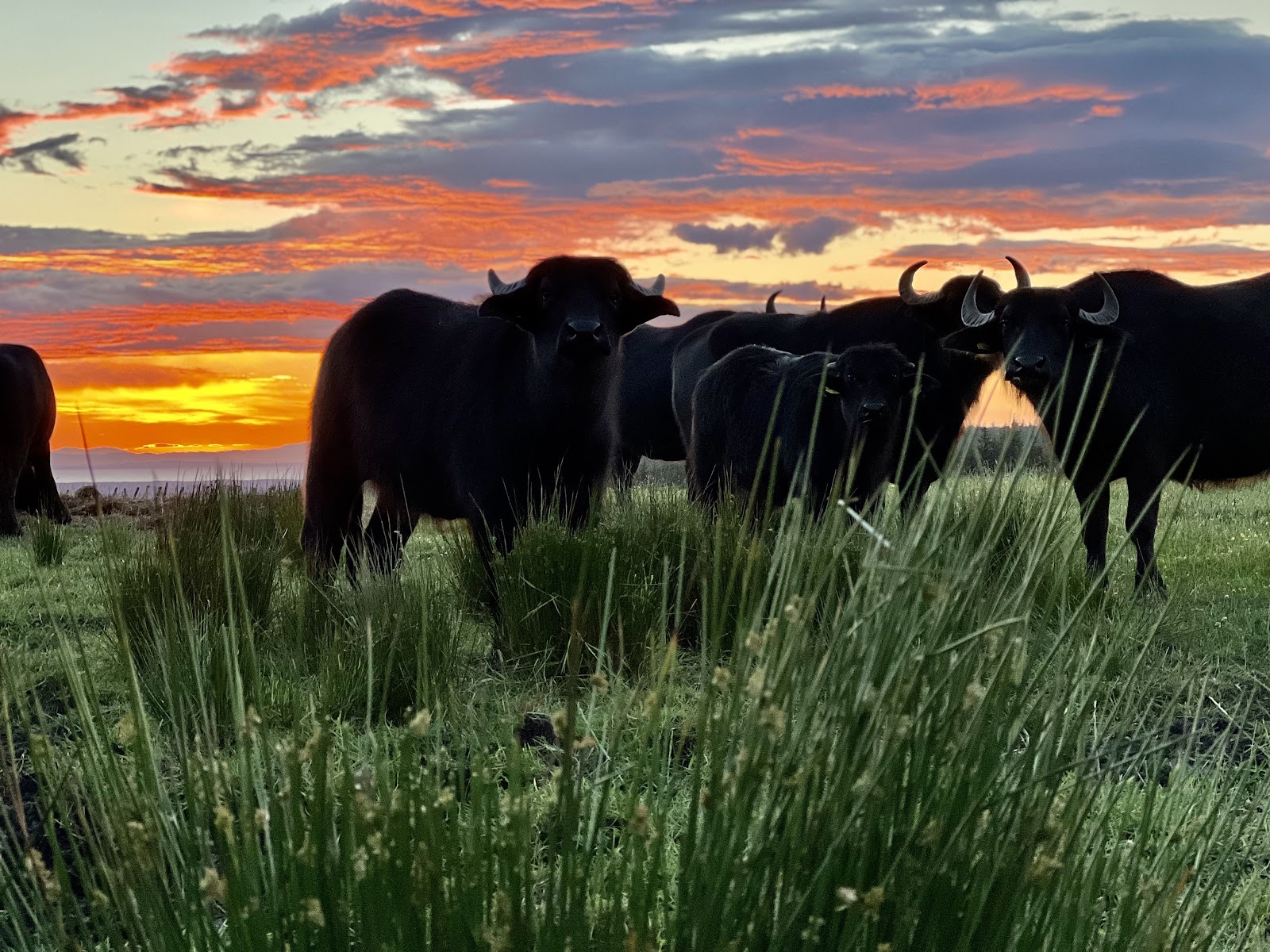 Water buffalo standing in rushes at Thorabella Farm under an orange sunset sky.