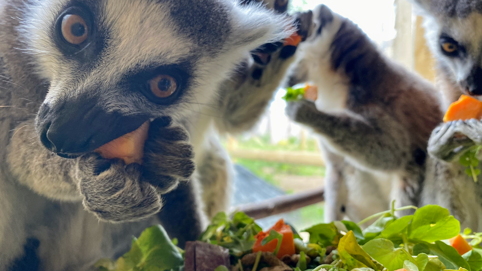 The lemurs and zebras at Fife Zoo