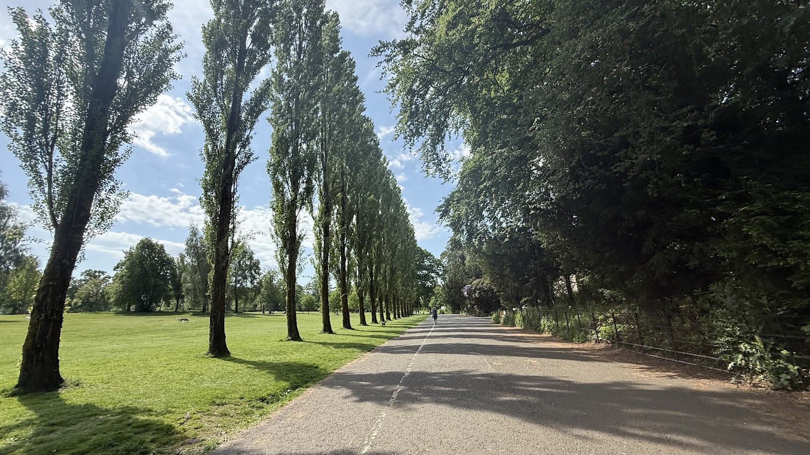 A long tree-lined avenue of tall poplars running through the open parkland of Rouken Glen.