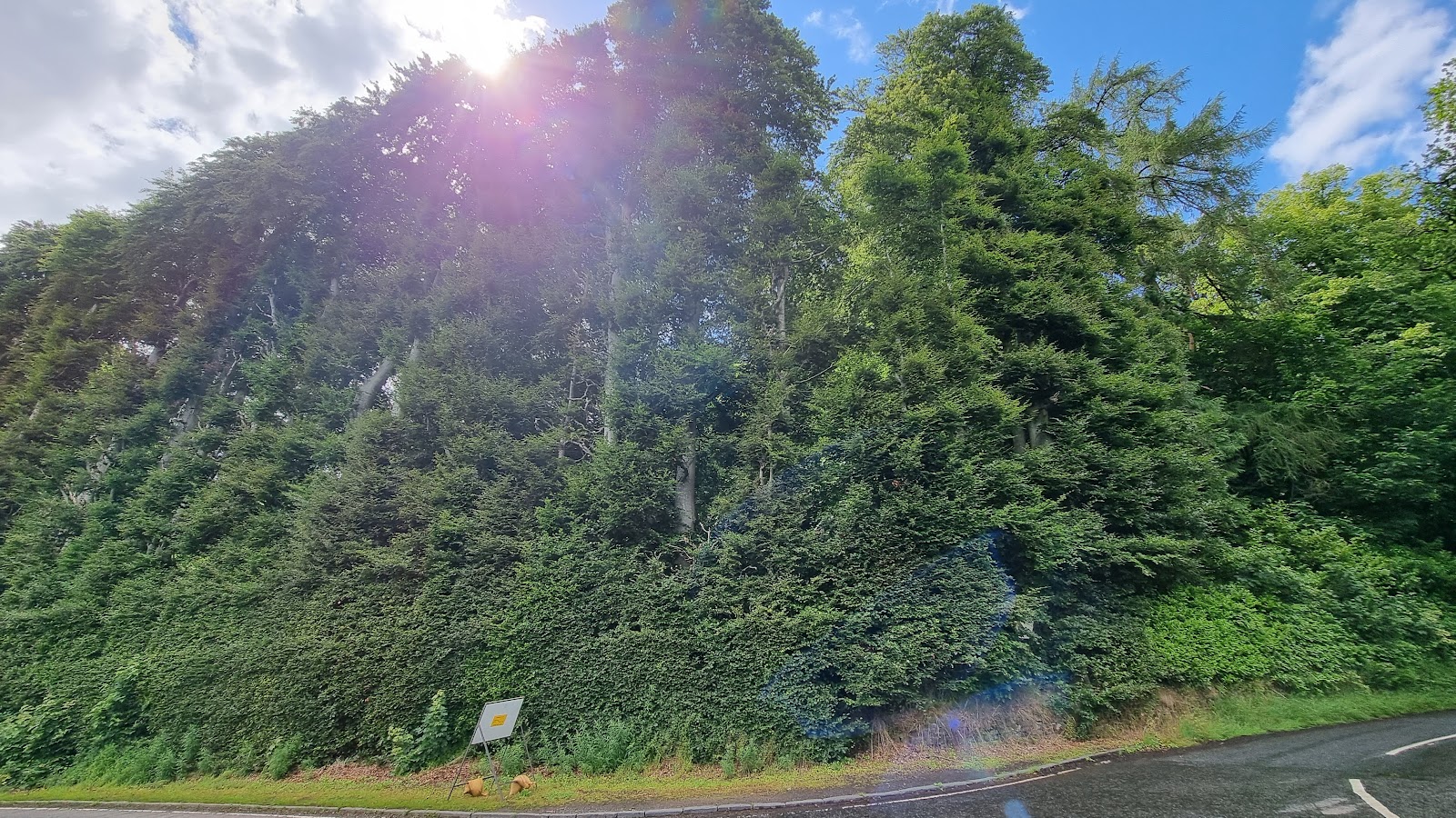 The long green wall of the Meikleour hedge beside the road.