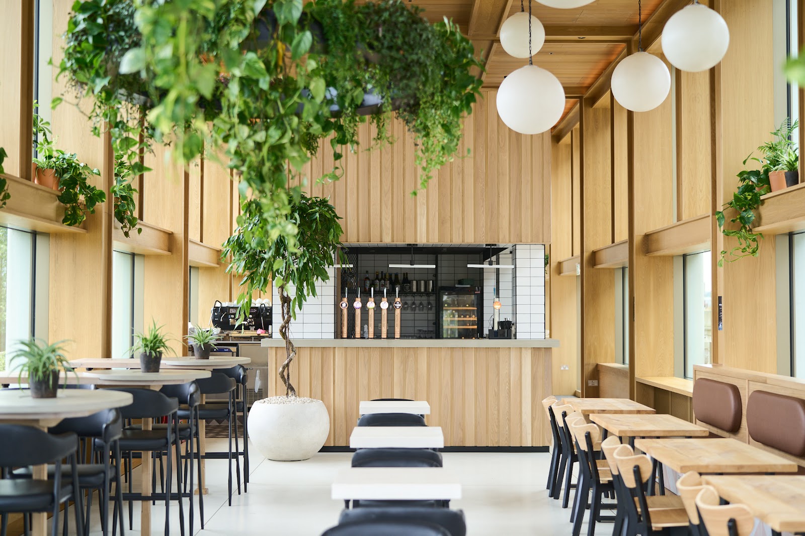 The upstairs room at Wild Goose, all pale wood, with globe lights and trailing plants hanging from the ceiling, wooden tables and a counter at the far end.
