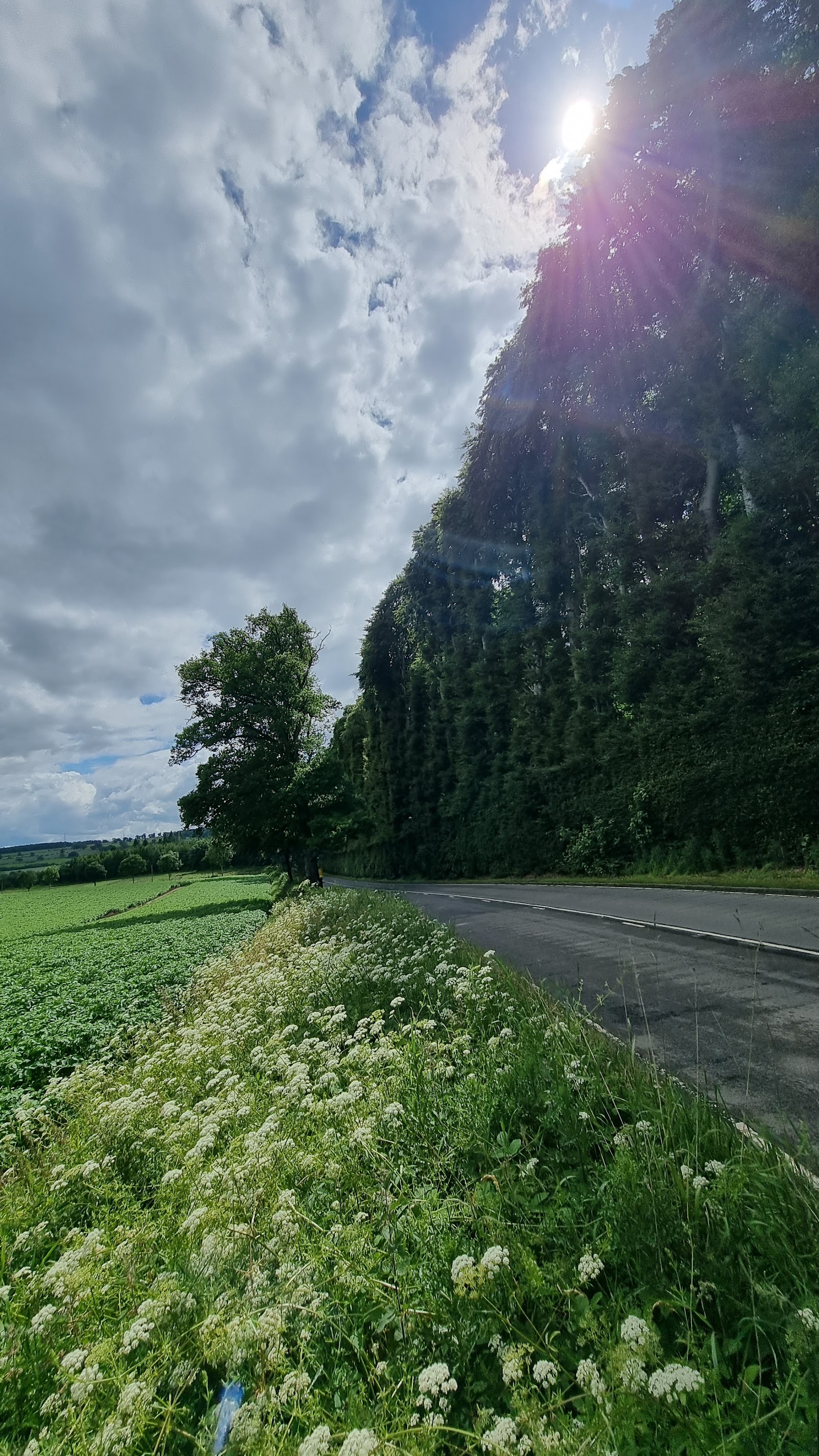 The Meikleour hedge running away along the roadside.
