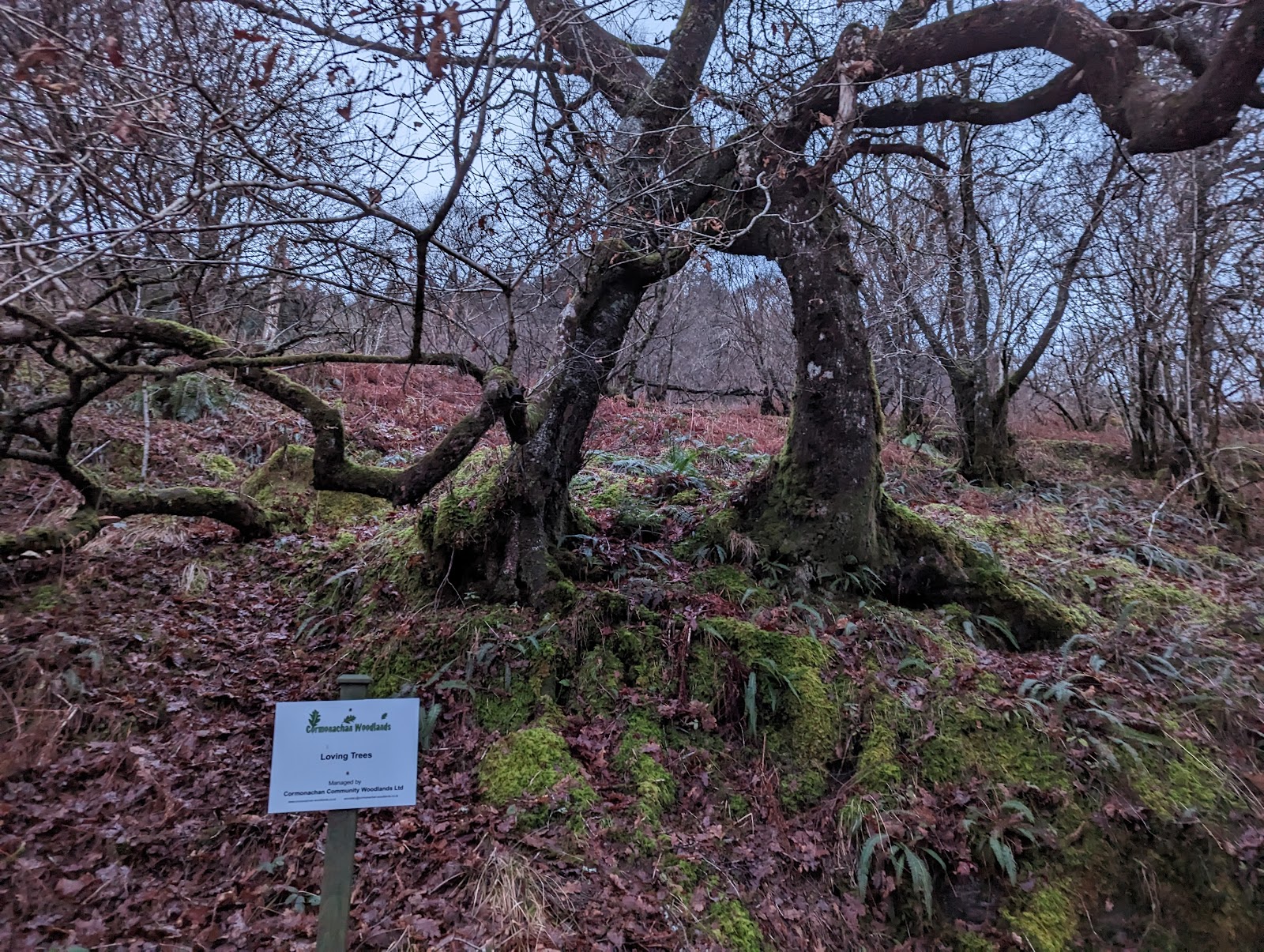 Cormonachan Community Woodlands
