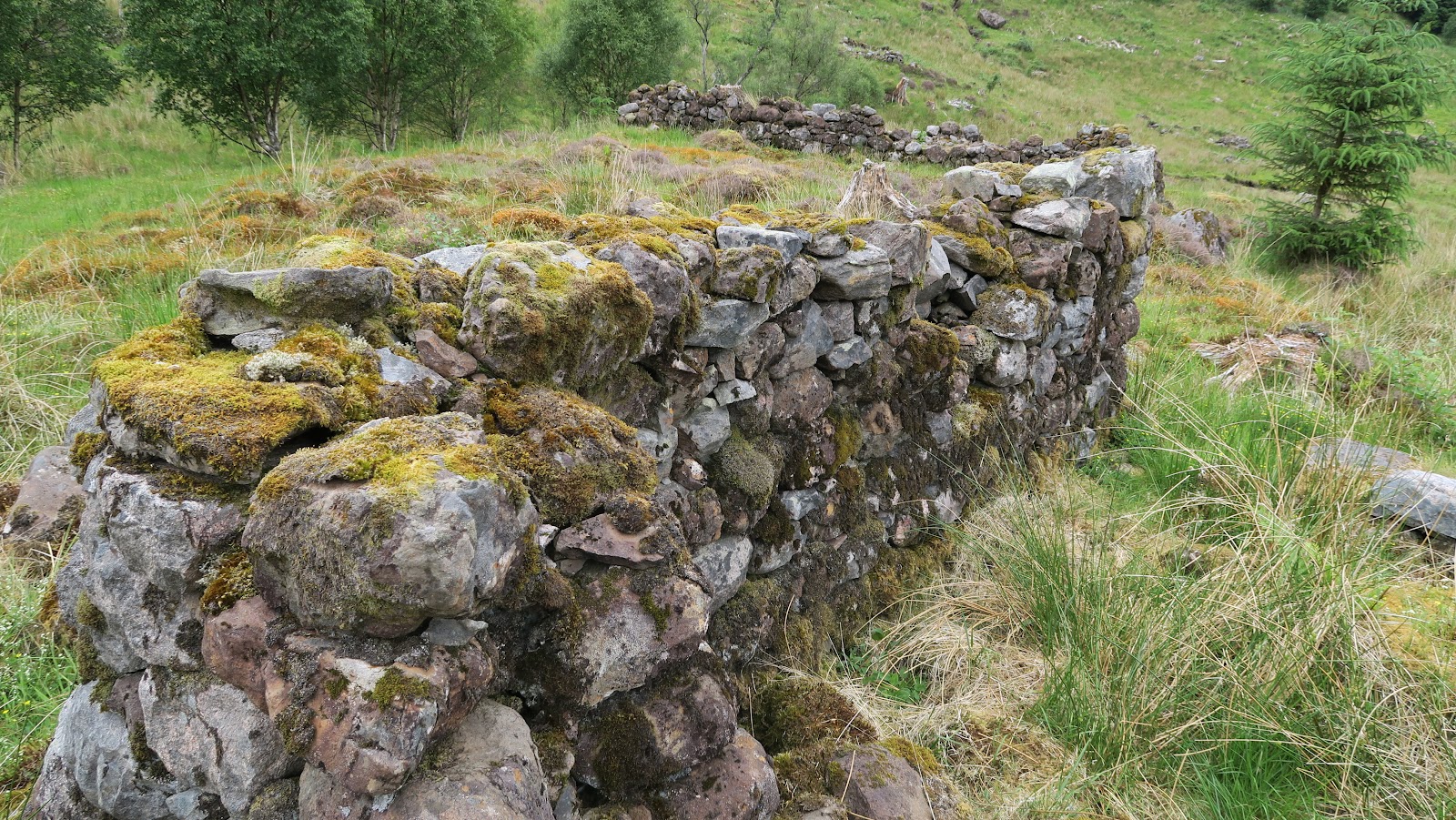 The mossy stone walls of a ruined house at Aoineadh Mòr, more tumbled walls on the grassy hillside behind among birch trees.