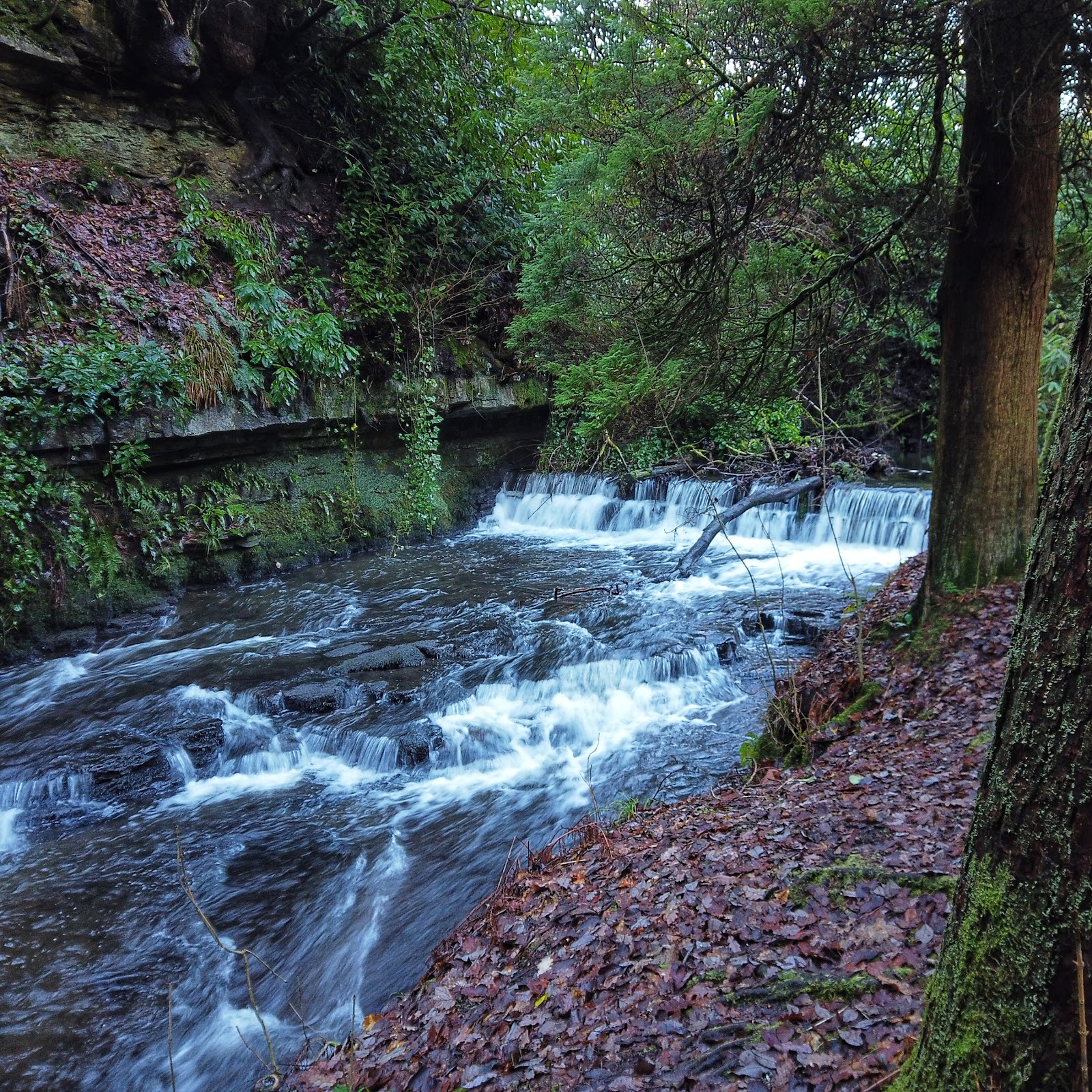 The Auldhouse Burn running fast over a low weir through the wooded gorge of Rouken Glen.