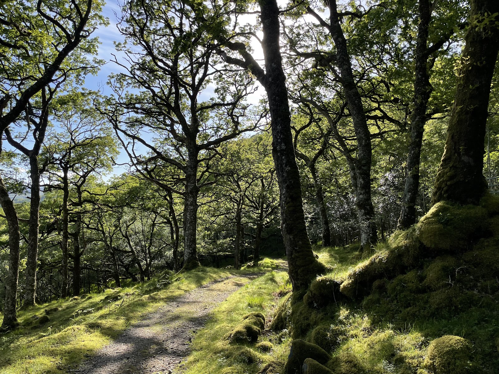 A gravel path through the Ariundle oakwood in sunshine, old oaks on either side and thick moss over the roots and boulders.