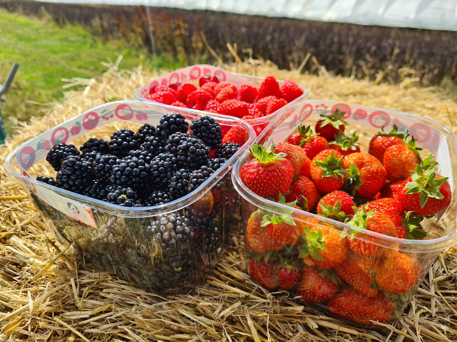 Punnets of brambles, raspberries and strawberries on a bed of straw beside the polytunnels at Broadslap Fruit Farm.