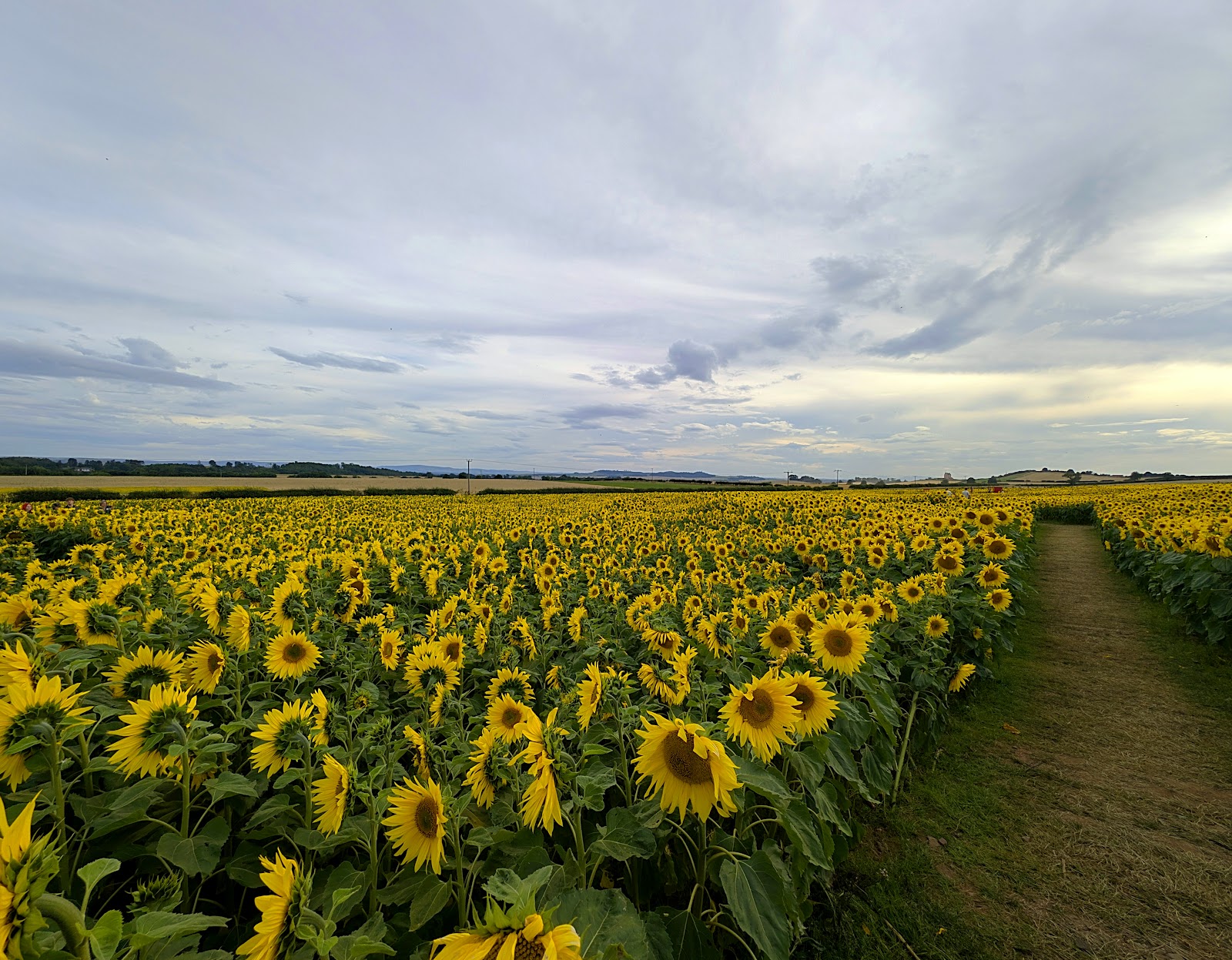 A field of sunflowers in full bloom at Balgone under a wide, cloudy sky, with a grass path running along its edge.