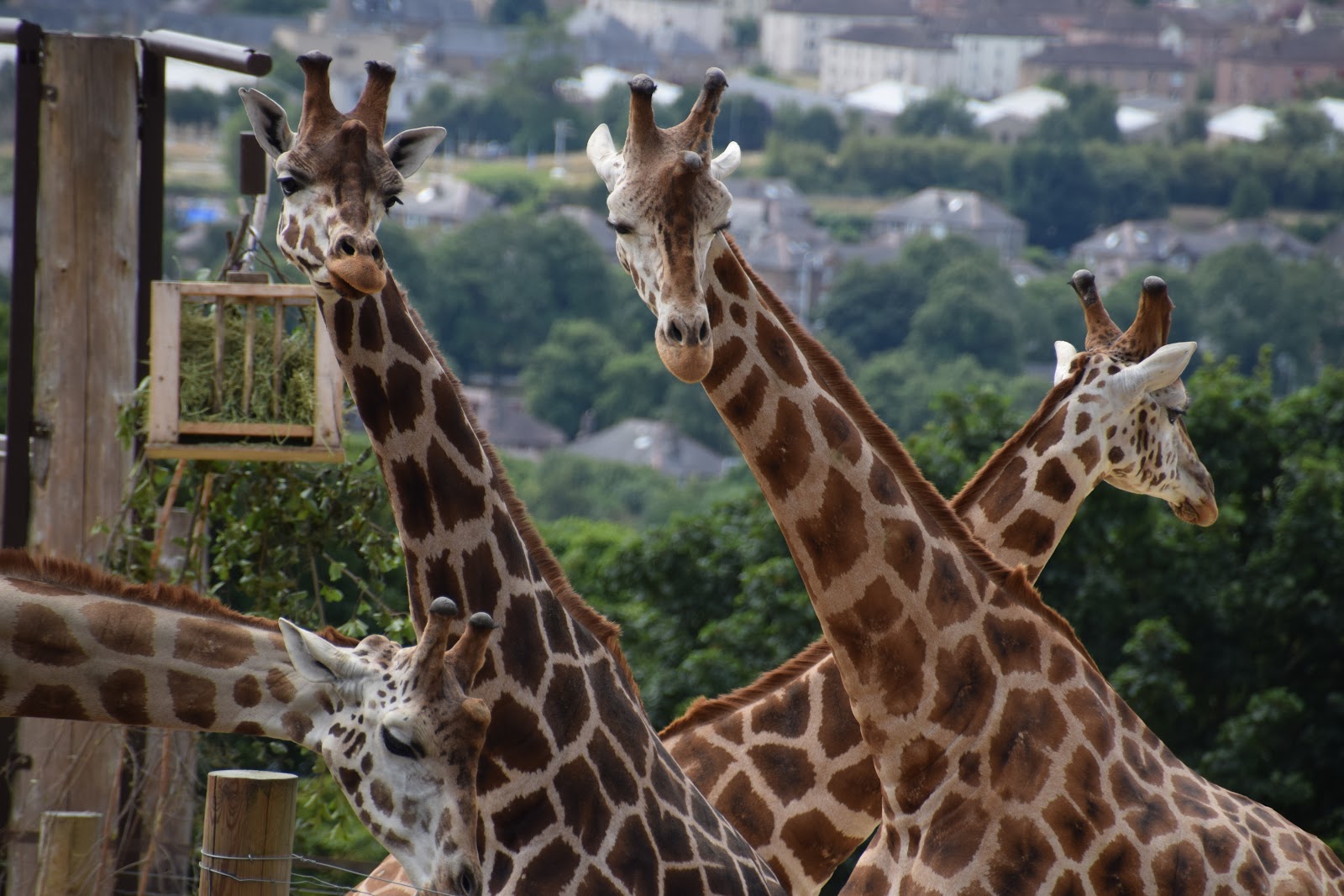 Giraffes at Edinburgh Zoo with the city spread out below the hill.